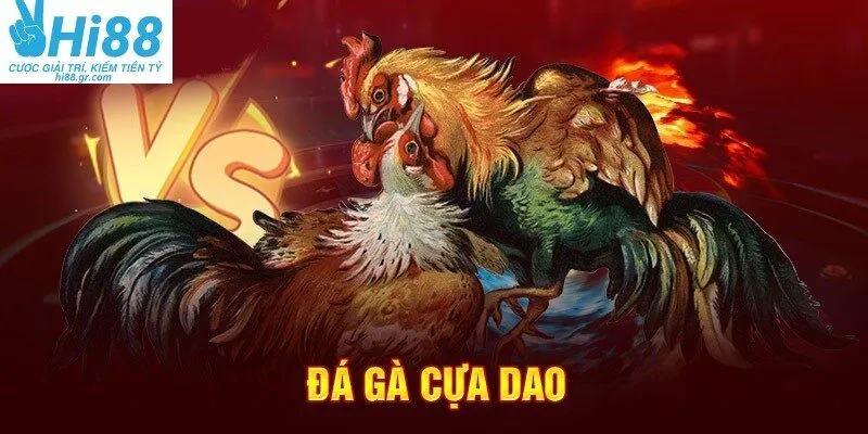 Đá gà cựa dao là hình thức giải trí siêu hấp dẫn