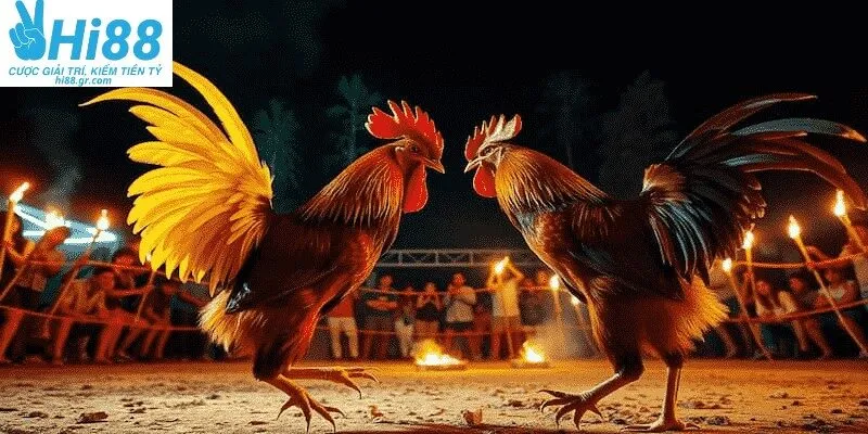 Đá gà HI88 mang đến sự kịch tính trong từng trận đấu chuyên nghiệp