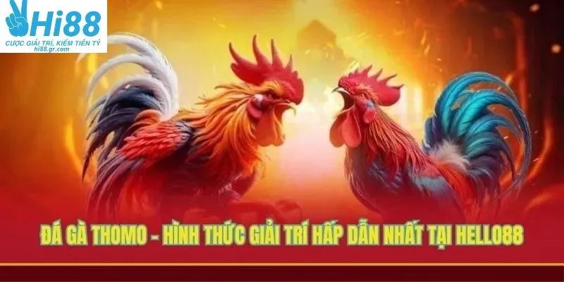 Đá gà Thomo
