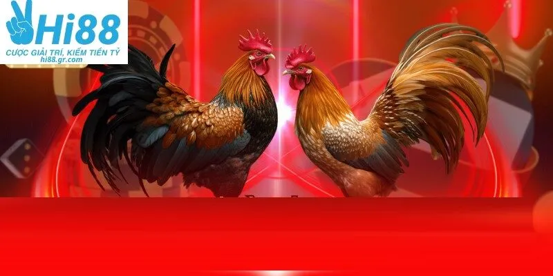 Đá gà tre là loại hình được yêu thích nhất tại HI88