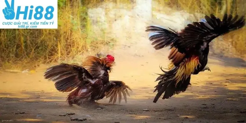 Đặt cược đá gà tre siêu đơn giản tại nền tảng giải trí uy tín