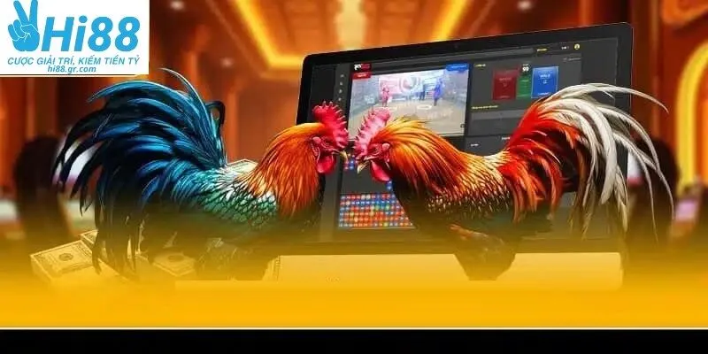 Gà tre có độ bền và kỹ năng cao mang đến những trận đấu hấp dẫn