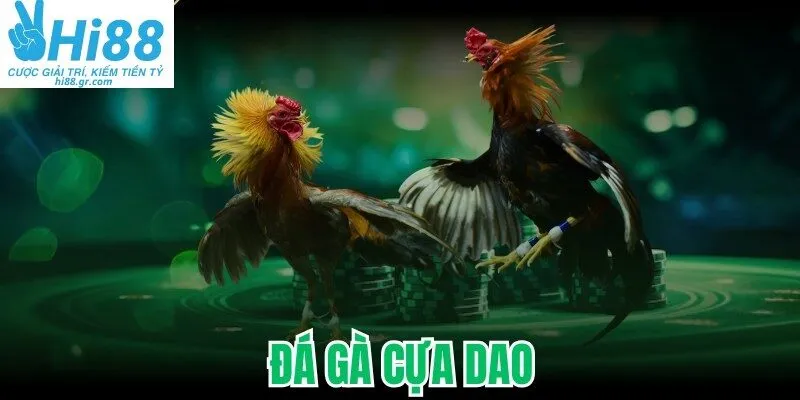 Tham gia cá cược chiến kê cựa dao cần chú ý đến tính may rủi